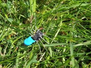 Crawler empêtré